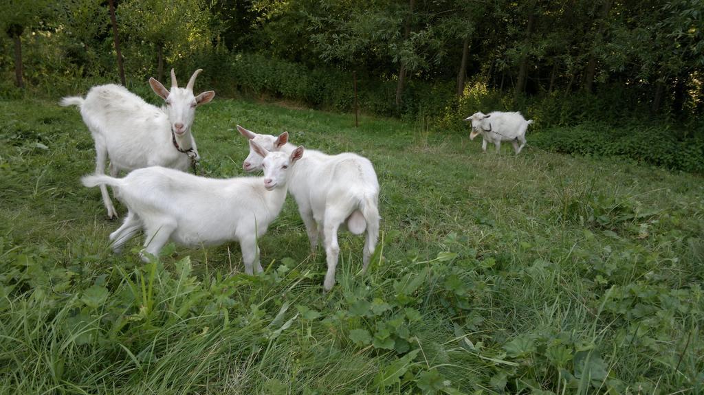 U Mushera Vrchlabí Exterior foto